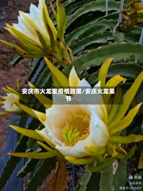 安庆市火龙果疫情政策/安庆火龙果节-第1张图片
