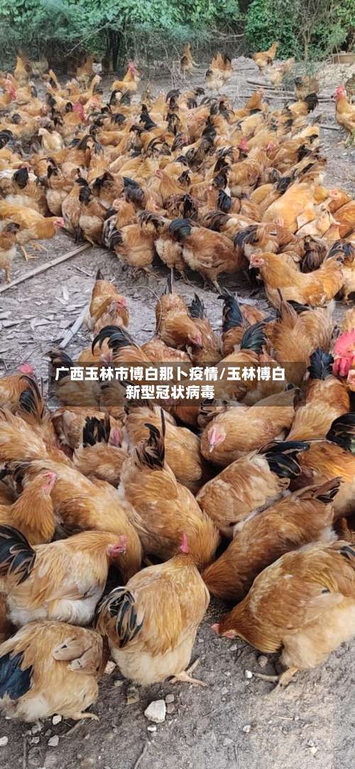 广西玉林市博白那卜疫情/玉林博白新型冠状病毒-第2张图片