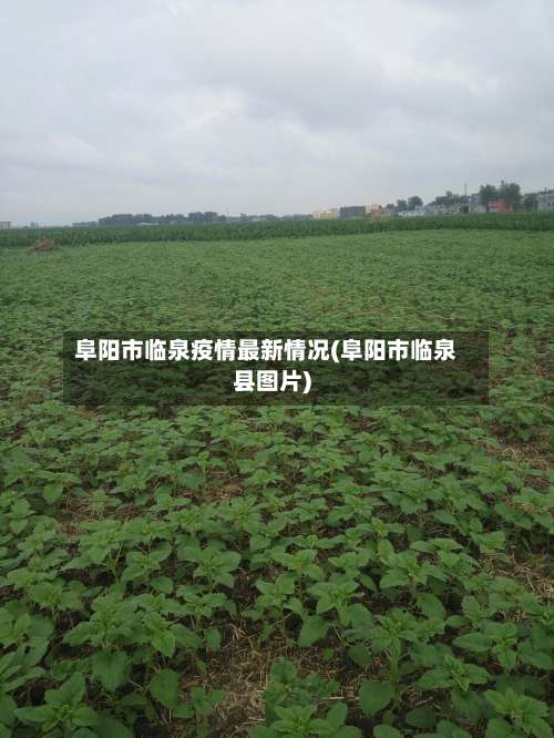 阜阳市临泉疫情最新情况(阜阳市临泉县图片)-第1张图片