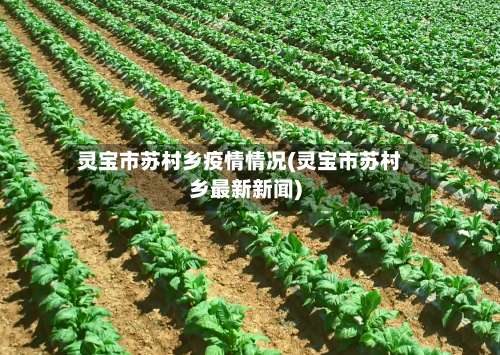 灵宝市苏村乡疫情情况(灵宝市苏村乡最新新闻)-第1张图片