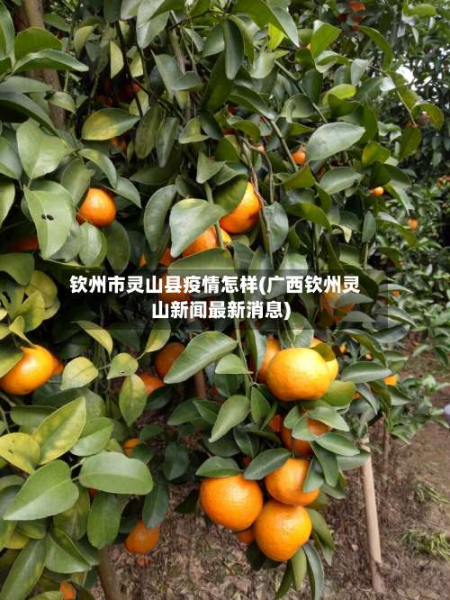 钦州市灵山县疫情怎样(广西钦州灵山新闻最新消息)-第1张图片